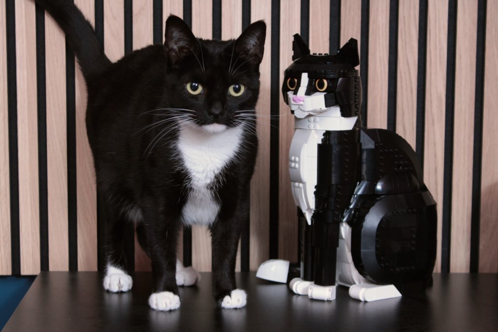 LEGO Ideas 21349 Tuxedo Cat review 2 1024x683
